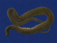 藏品(白腹游蛇)的圖片